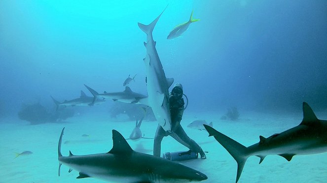 Sokkoló cápák - Filmfotók