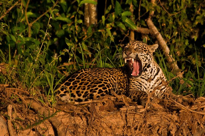 Jaguar - Heimlicher Jäger hautnah - Z filmu