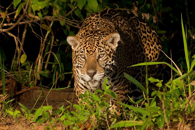 Jaguar - Heimlicher Jäger hautnah - Film
