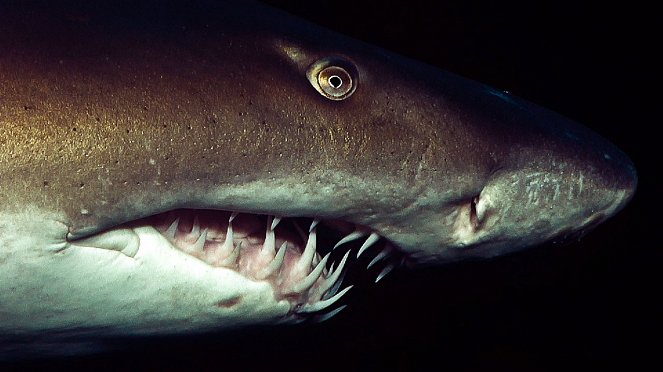 Ragged Tooth Sharks - De la película