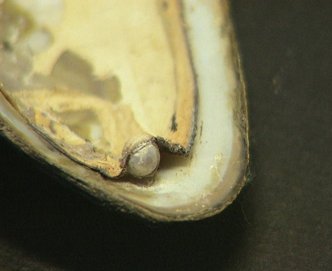 Lapidárium: Příběh perlového ornátu - Filmfotos