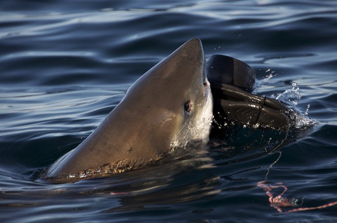 Pillantás egy cápa szájába - Filmfotók