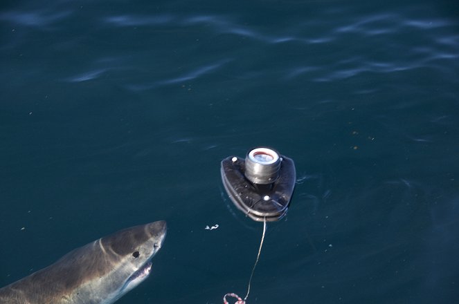 Pillantás egy cápa szájába - Filmfotók
