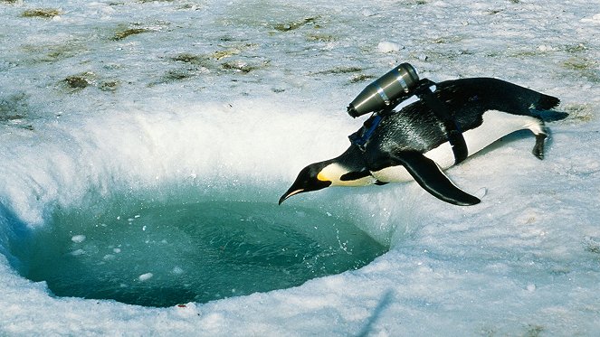 Život tučňáka - Z filmu