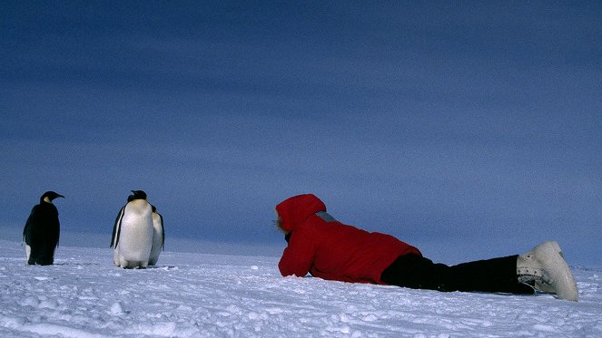 Egy pingvin élete - Filmfotók