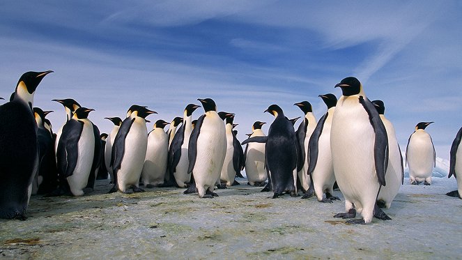 Utmanande pingvinliv - Kuvat elokuvasta