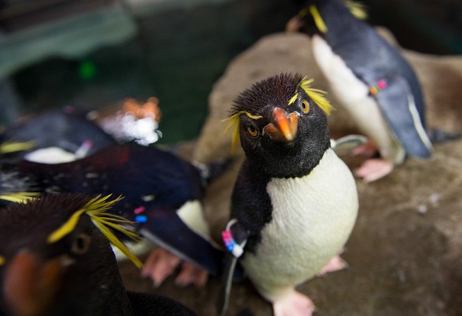 Ein Paradies für Pinguine - Filmfotos