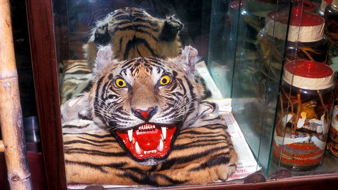 Inside: The Tiger Trade - Photos