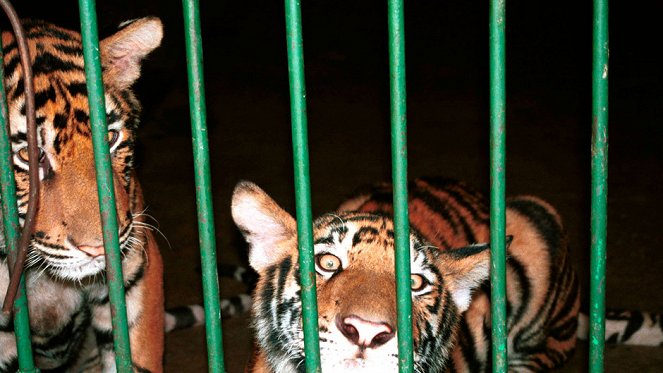 Inside: The Tiger Trade - Filmfotók