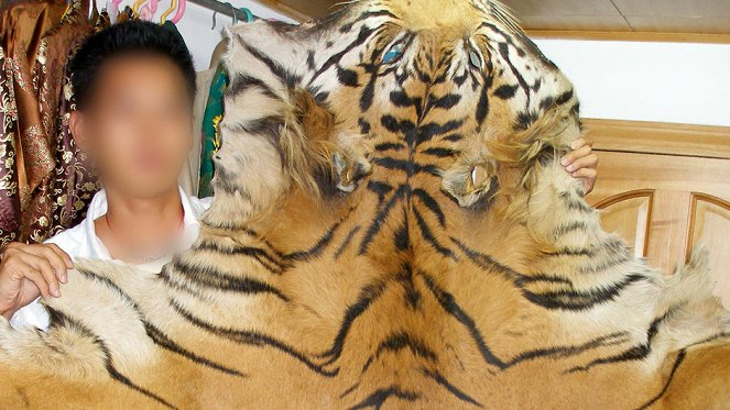 Pohled zevnitř: Obchod s tygry - Z filmu