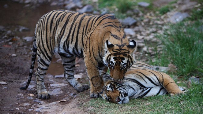 Inside: The Tiger Trade - Photos