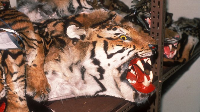 Inside: The Tiger Trade - Van film