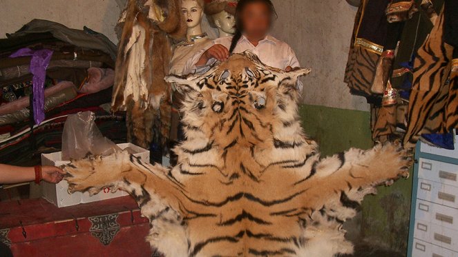 Inside: The Tiger Trade - Photos