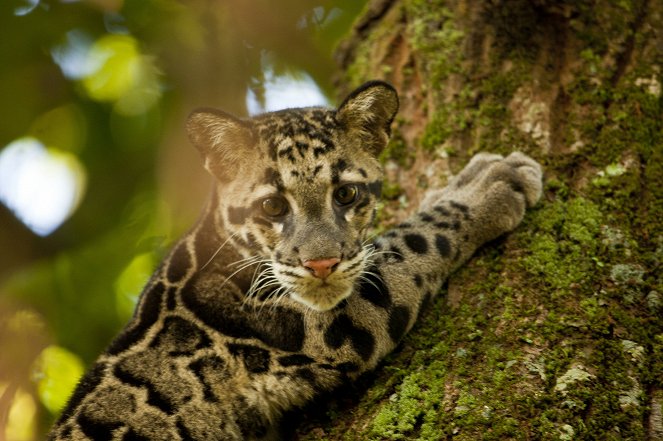 Clouded Leopard Rescue - Photos