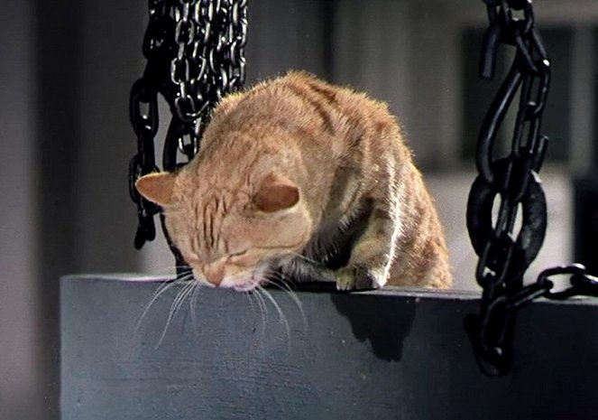 S.O.S. Metaluna - Do filme - o gato Orangey