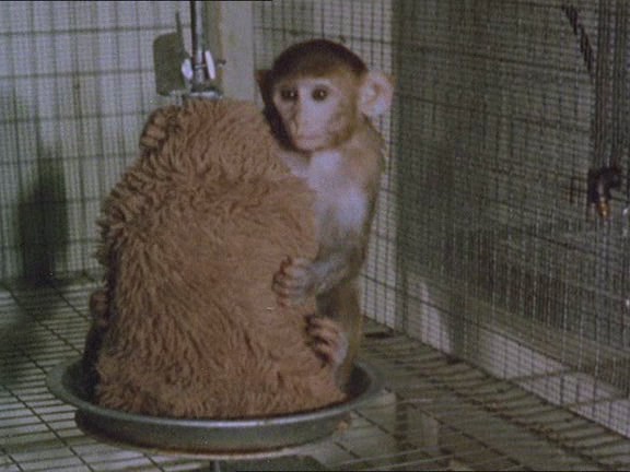 The Animals Film - Do filme