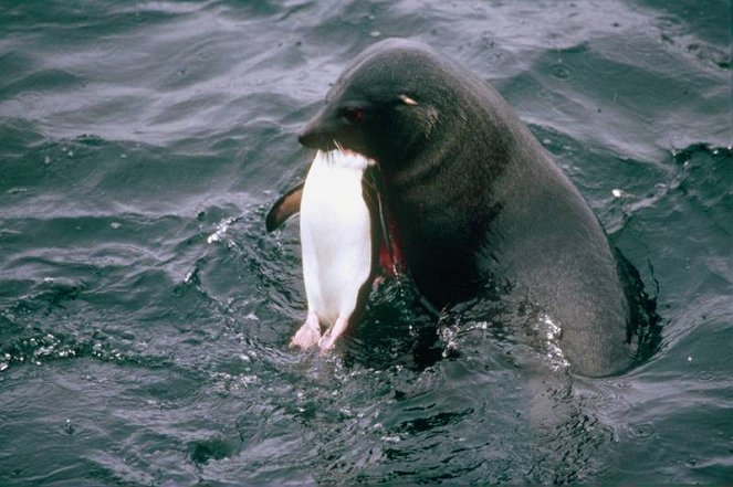 Fur Seals: The Dark Side - Photos