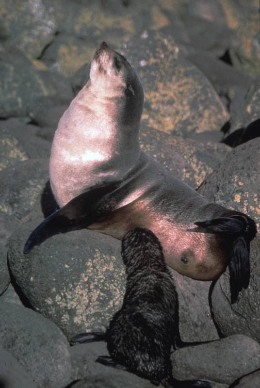 Fur Seals: The Dark Side - Photos