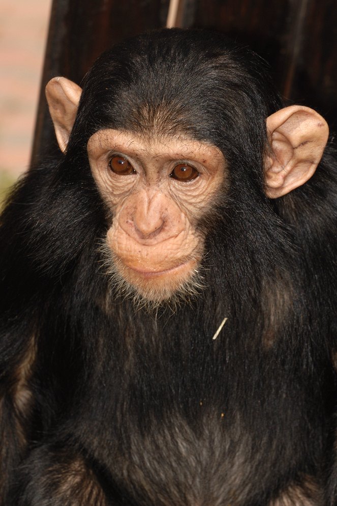Pako Simpanssien Eedeniin - Kuvat elokuvasta