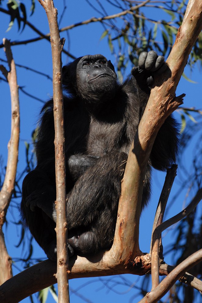 Menekülés a csimpánzparadicsomba - Filmfotók