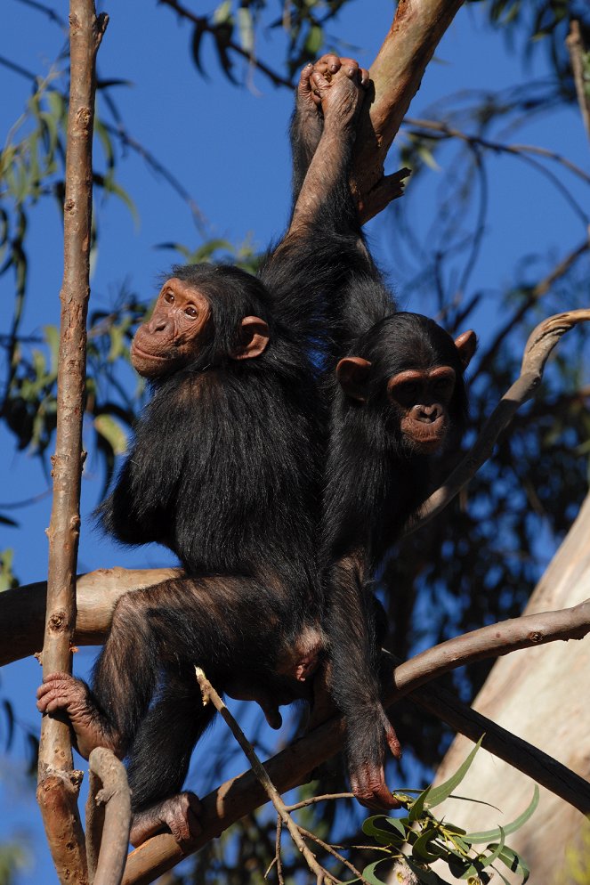 Retter der Schimpansen - Filmfotos