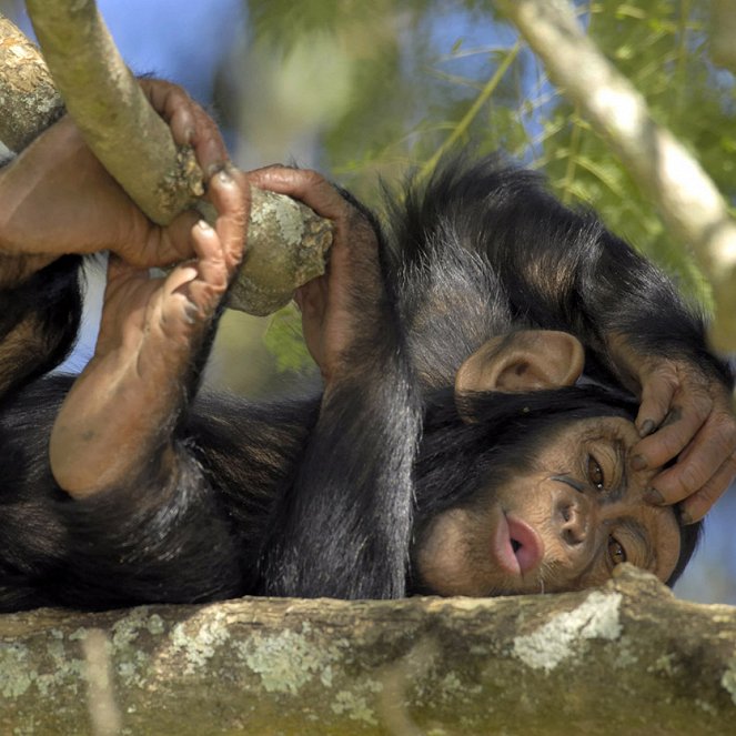 Retter der Schimpansen - Filmfotos