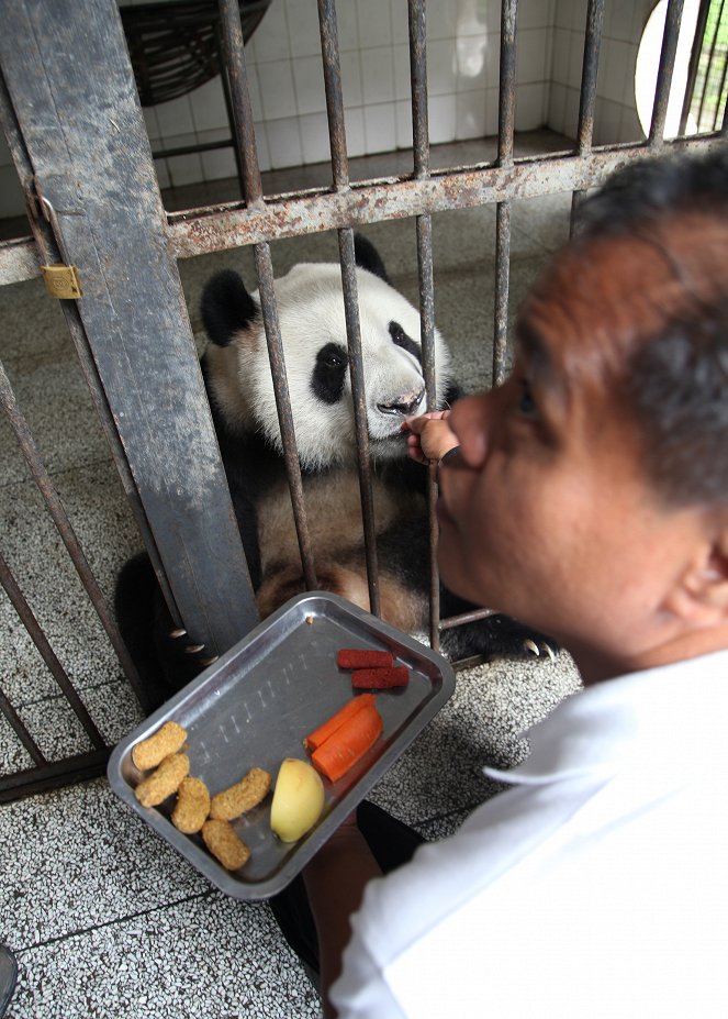 Panda’s Wild Move - De la película