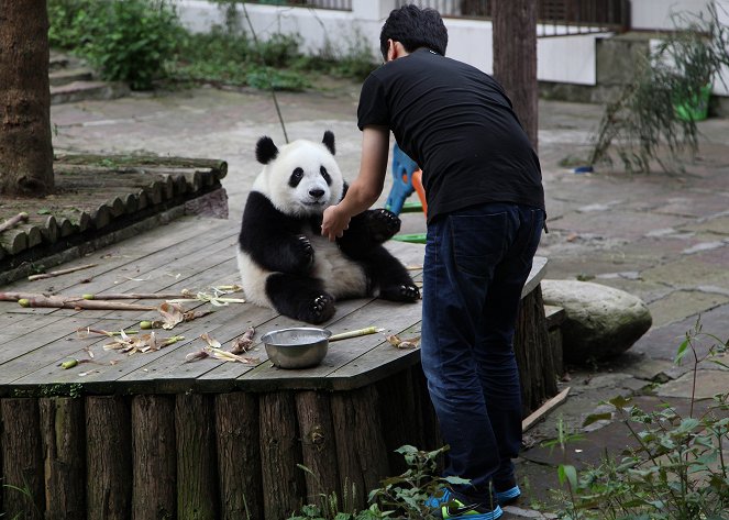 Panda’s Wild Move - Kuvat elokuvasta