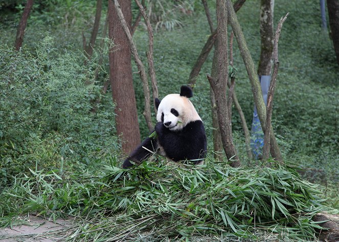 Panda’s Wild Move - Photos