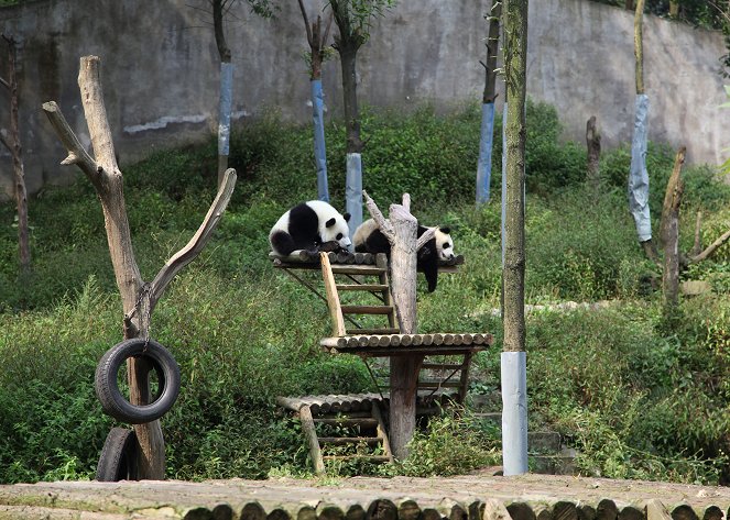 Panda’s Wild Move - Do filme