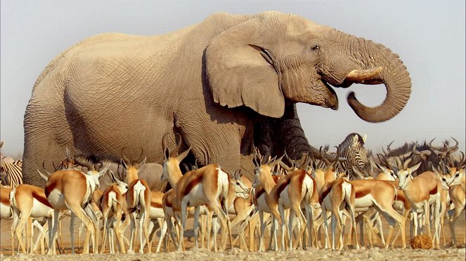 David Attenborough: Afrika - Kalahari - Filmfotók