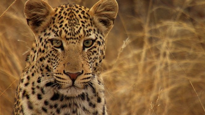 Unbekanntes Afrika - Filmfotos