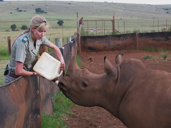 Záchrana samice nosorožce Phily - Z filmu