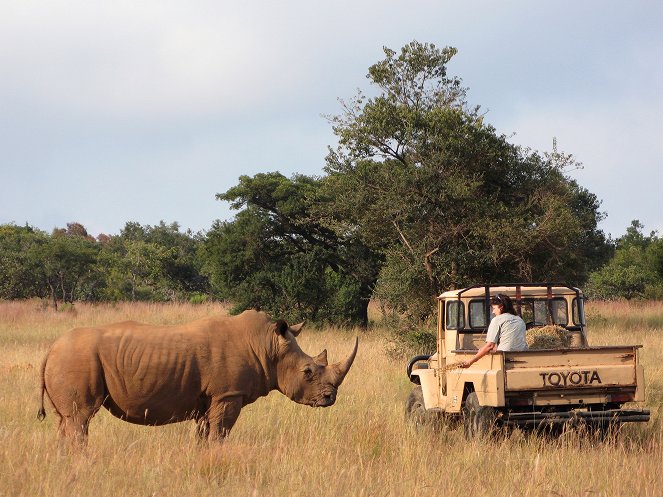 Záchrana samice nosorožce Phily - Z filmu