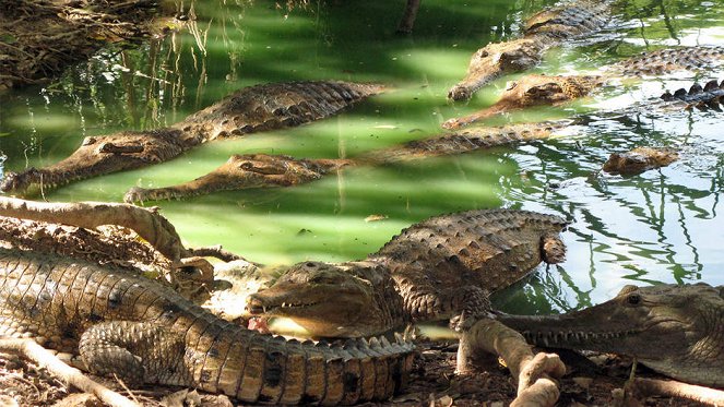 Amikor a krokodilok dinókat ettek - Filmfotók