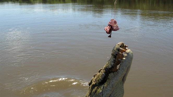 When Crocs Ate Dinosaurs - Photos