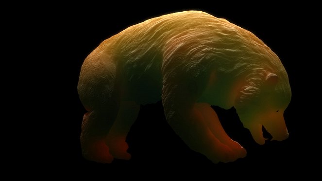 Im Regenwald der Geisterbären - Film