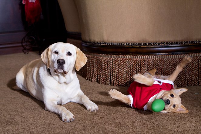 The Dog Who Saved the Holidays - Photos