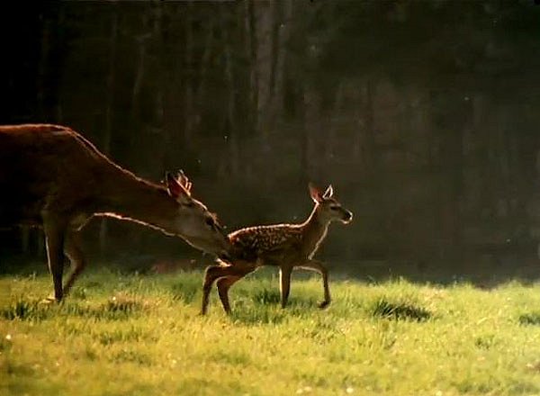 Bambin lapsuus - Kuvat elokuvasta
