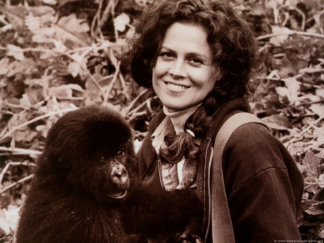 Gorillas im Nebel – Die Geschichte der Dian Fossey - Werbefoto