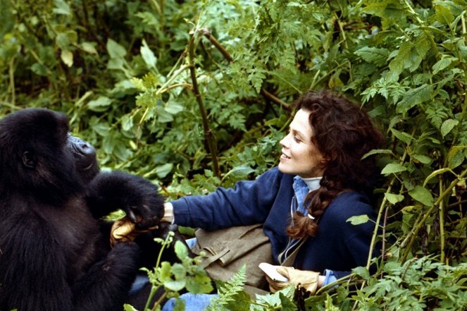 Gorillas im Nebel - Die Leidenschaft der Dian Fossey - Filmfotos