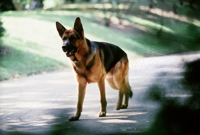 Rex, chien flic - L'Attentat - Film - Reginald von Ravenhorst le chien
