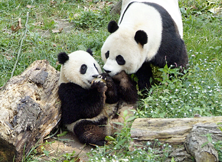 Egy pandabébi első éve - Filmfotók