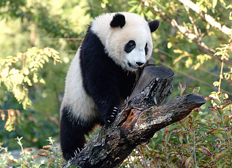 Baby Panda's First Year - Z filmu