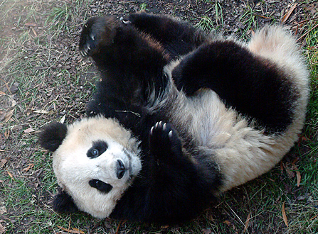 Baby Panda's First Year - Photos