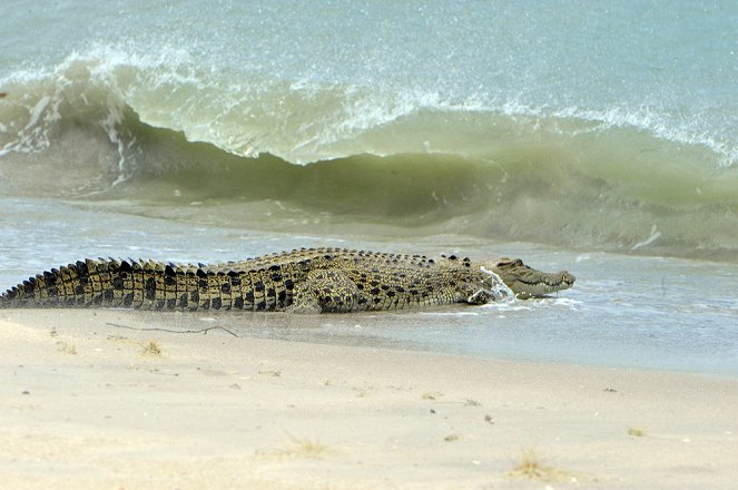 Croc Invasion - Photos