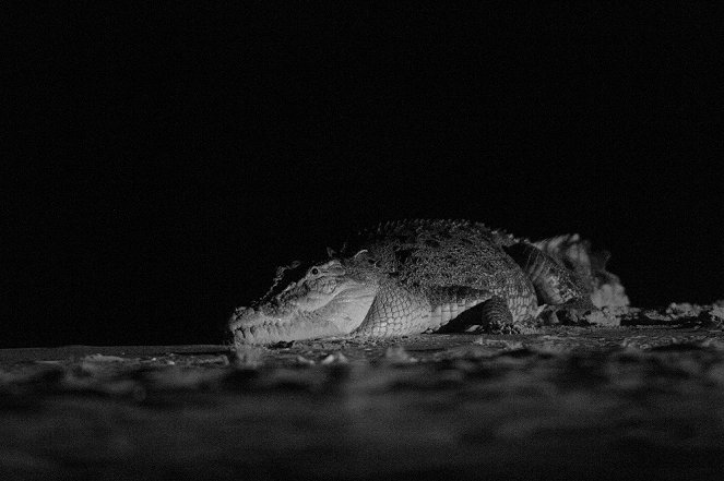 Croc Invasion - De la película