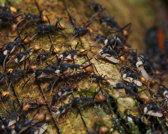 City Of Ants - Kuvat elokuvasta
