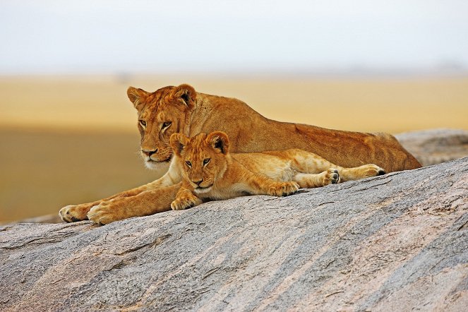 Big Cats Of The Timbavati - Kuvat elokuvasta