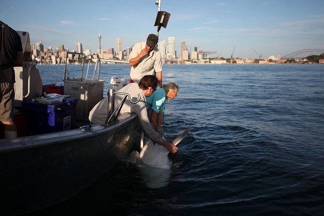 Cápaveszély Sydney-nél - Filmfotók